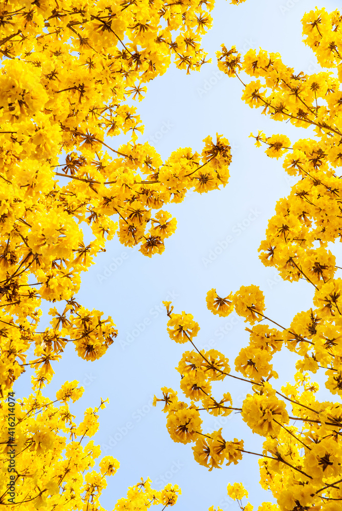 Fototapeta premium Yellow flower campanula blooming in spring