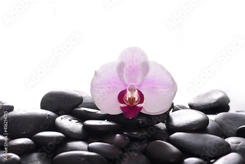 White striped orchid, close up with pile of black stones 