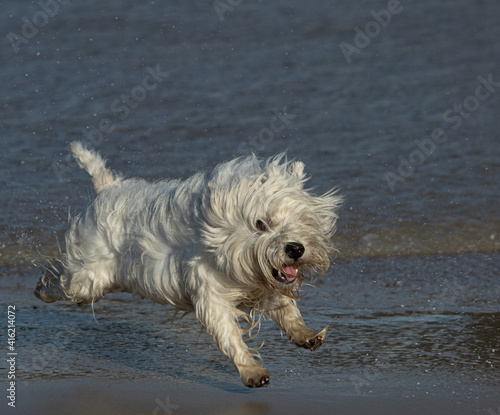 West Highland Terrier racing through the surf  © Alison