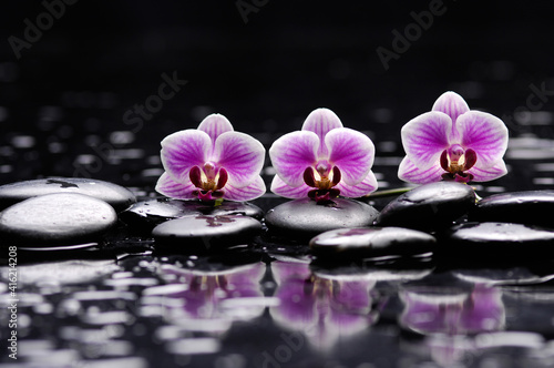 Still life with three pink striped orchid  close up with pile of black stones