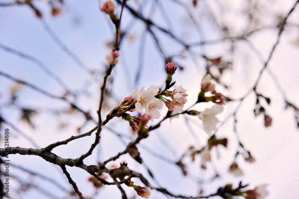 They are flowers in the Korean garden. They are flowers in the Korean garden.