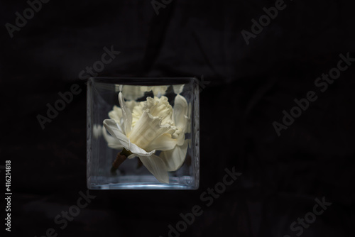 Bouquet of white blossom daffodils isolated on the black background in glass vase.
