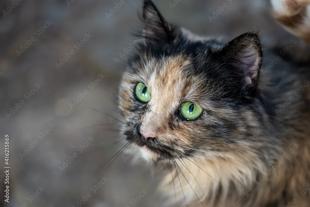 Portrait of green-eyed cat. Macro image with selective focus