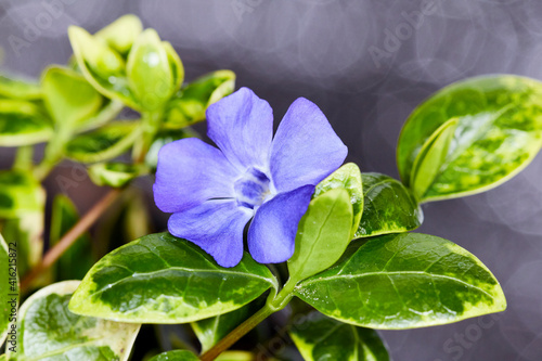 Quadro em tela the beautiful flowers Vinca minor Illumination
