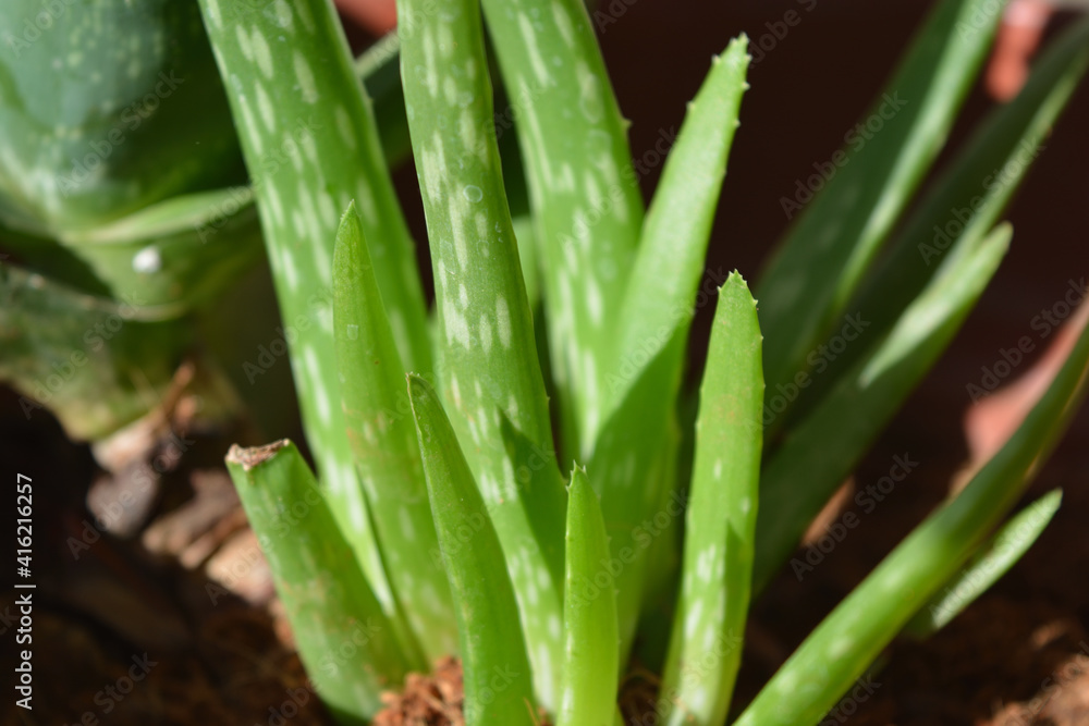 Fototapeta premium aloe vera leaves