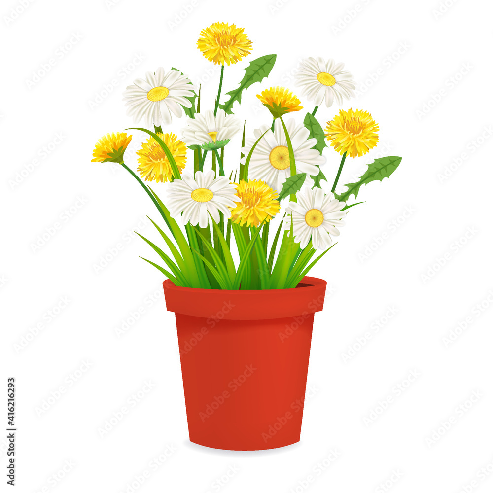 Daisy and dandelions blossom in red flowerpot, spring flowers. Realistic vector illustration isolated on white background