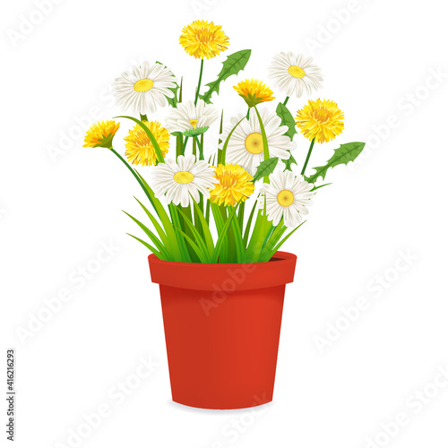 Fototapeta Naklejka Na Ścianę i Meble -  Daisy and dandelions blossom in red flowerpot, spring flowers. Realistic vector illustration isolated on white background