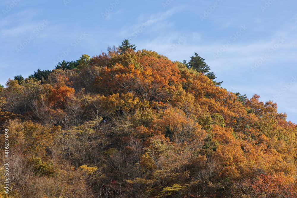 紅葉した森