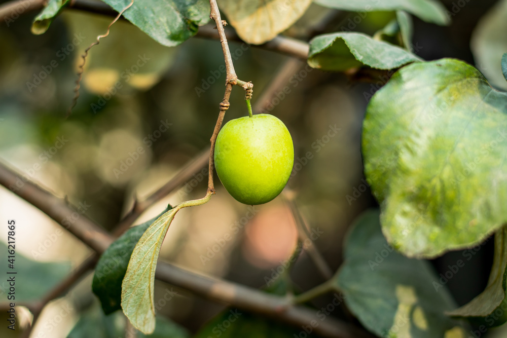 Ziziphus mauritiana, also known as Indian jujube is a multi-purpose tree Ziziphus mauritiana, also known as Indian jujube is a multi-purpose tree