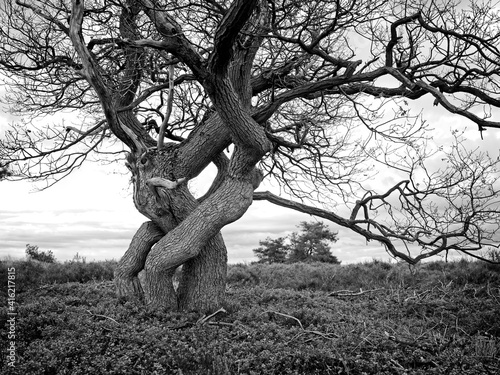 Holten Netherlands 14 December 2020 - Tangles trees in National Park Sallandse Heuvelrug in the Netherlands photo