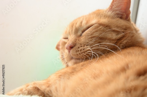 Fototapeta Naklejka Na Ścianę i Meble -  窓辺で眠る茶色の飼い猫
