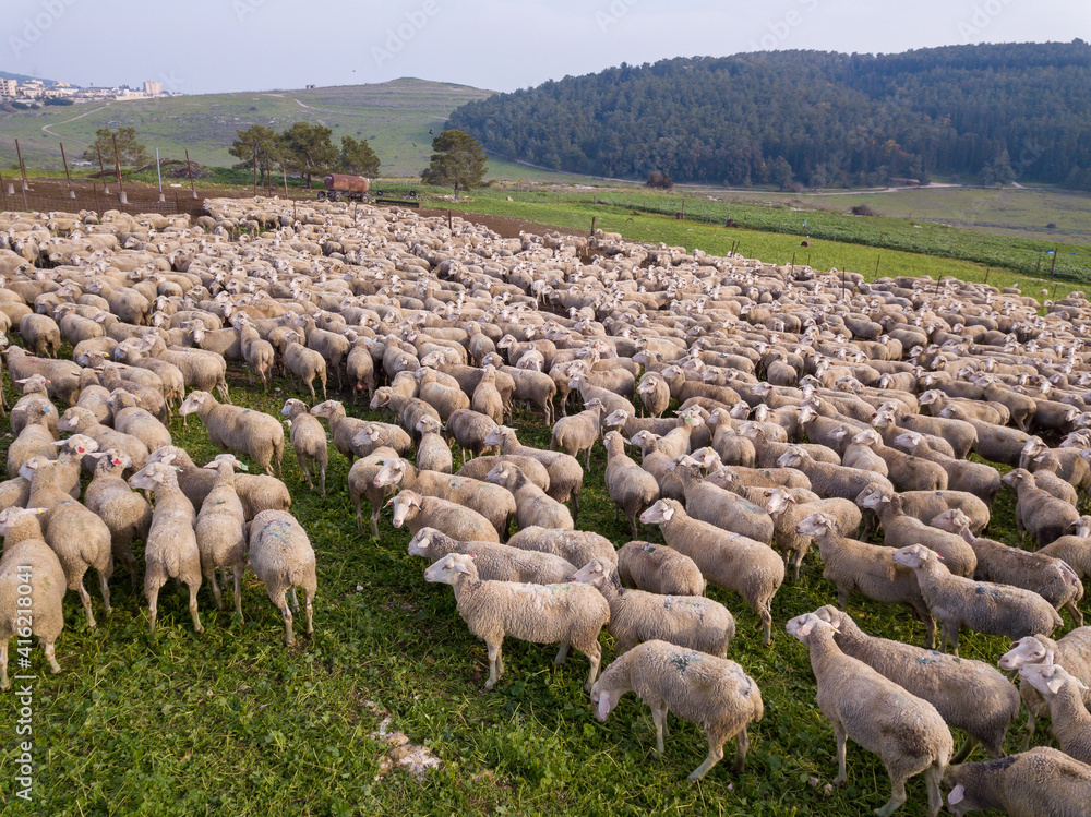 Fototapeta premium Herd of white sheep grazing in a Green landscape.