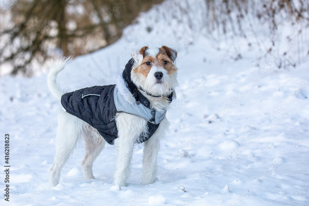Portrait of young dog pet, cute pup of parson russell terrier breed near at winter nature.