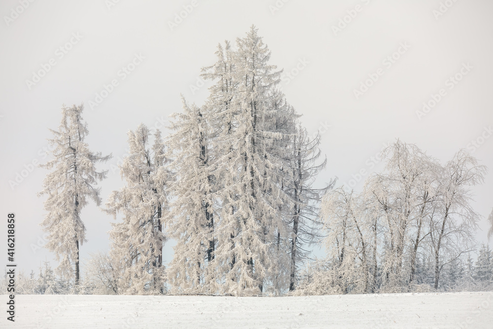 partially deforested forest landscape, winter theme. Spruce tree covered by white snow Czech Republic, Vysocina region highland partially deforested forest landscape, winter theme. Spruce tree covered by white snow Czech Republic, Vysocina region highland