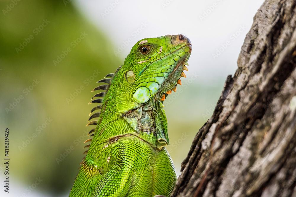 Fototapeta premium Green iguana also known as the American iguana is a lizard reptile in the genus Iguana in Fort de France, Martinique
