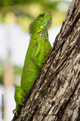 Green iguana also known as the American iguana is a lizard reptile in the genus Iguana in Fort de France, Martinique