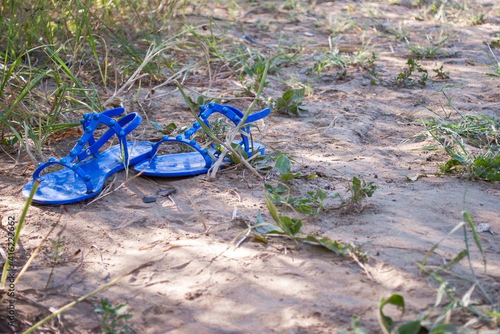 Fototapeta premium forget me not flowers