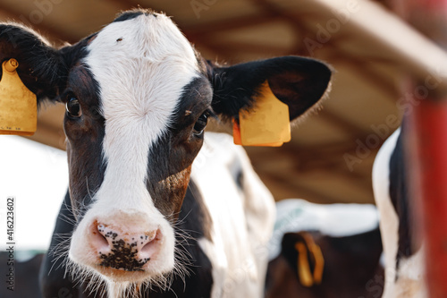 Vászonkép Young bull calf in a stall on a farm
