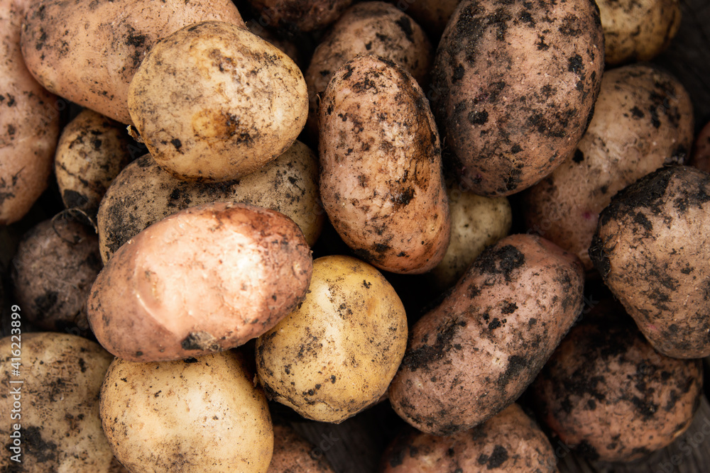 fresh potatoes on a wooden background fresh potatoes on a wooden background