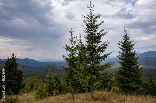 Magnificent view the coniferous forest on the mighty Carpathians Mountains and beautiful cloudy sky background. Beauty of wild virgin Ukrainian nature  Europe. Popular tourist attraction.