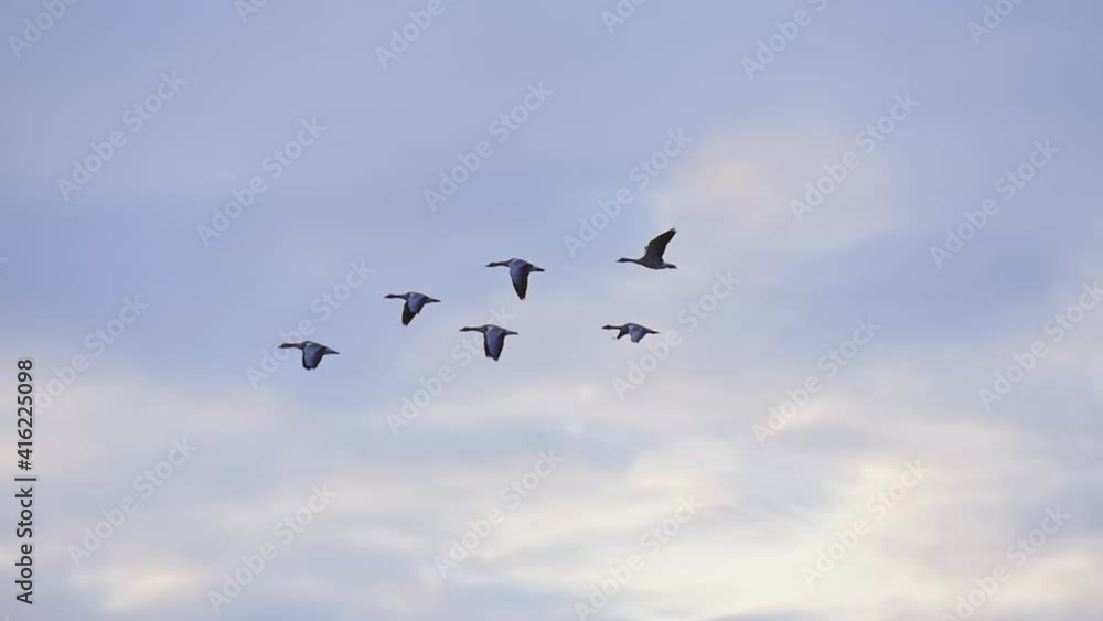 Six wild geese flying under the blue sky and white clouds Six wild geese flying under the blue sky and white clouds