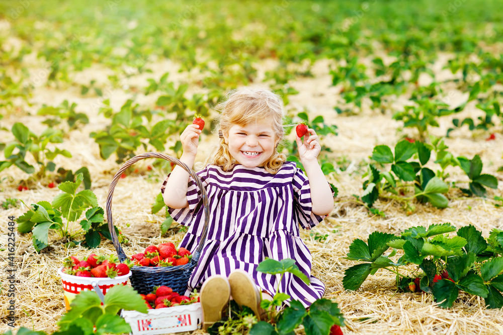 Happy little toddler girl picking and eating strawberries on organic berry farm in summer, on warm sunny day. Child having fun with helping. Kid on strawberry plantation field, ripe red berries. Happy little toddler girl picking and eating strawberries on organic berry farm in summer, on warm sunny day. Child having fun with helping. Kid on strawberry plantation field, ripe red berries.