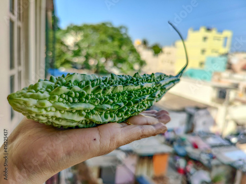 Female hand holding a fresh organic bitter gourd , it is also known as balsam apple , balsam pear, bitter cucumber bitter melon. photo