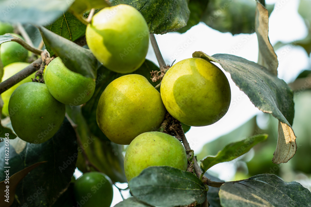 Indian jujube is a multi-purpose tree mainly grown for its fruits Indian jujube is a multi-purpose tree mainly grown for its fruits