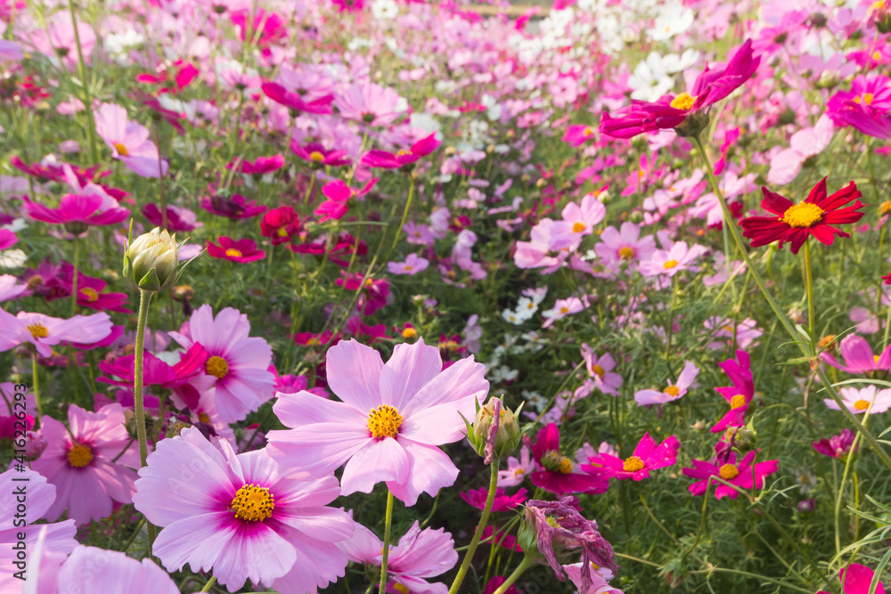 beautiful colorful cosmos in field. nature background.