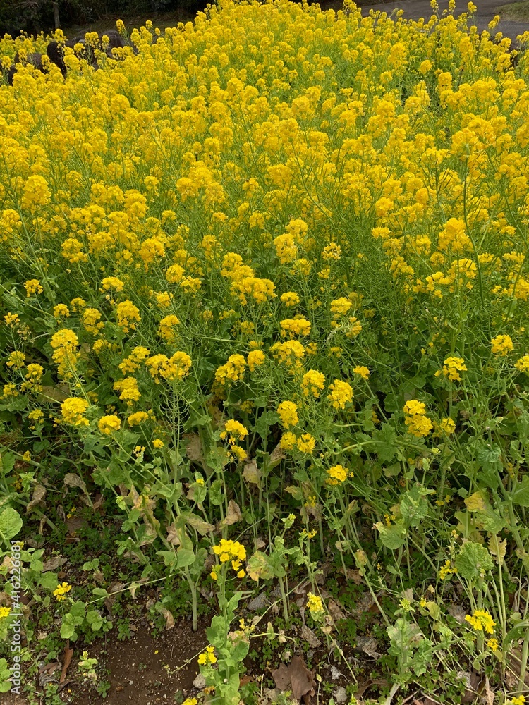菜の花 菜の花