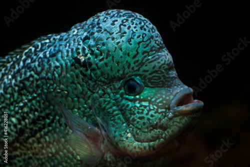 close up of a fish