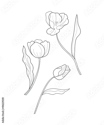 Botanical flower. Minimal natural botanical flower art. Vector illustration. Black and white botanical flower poster, card 