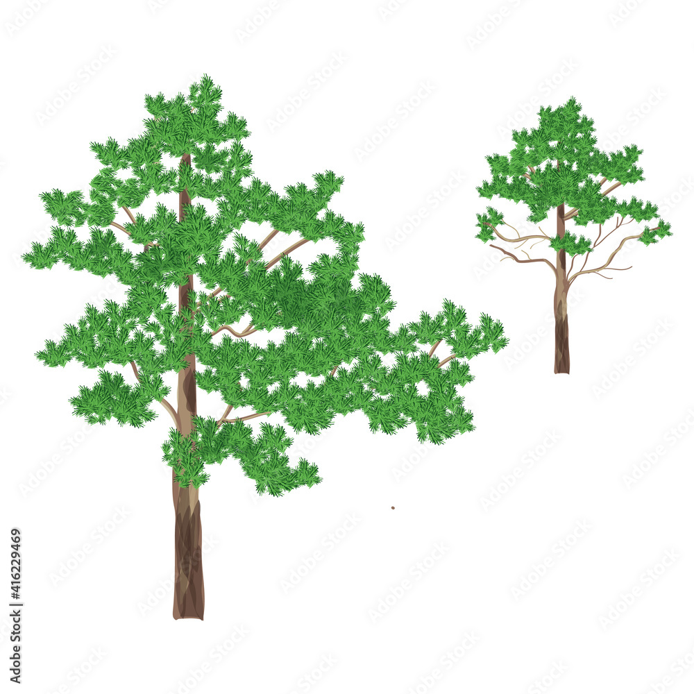 Green coniferous tree  isolated on white