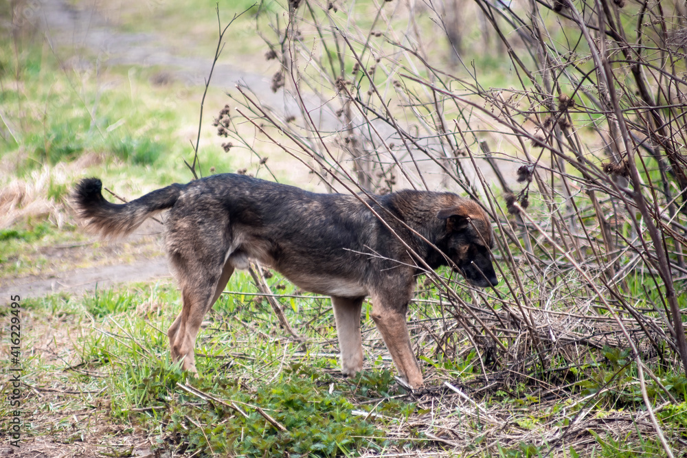 Fototapeta premium stray dog on the street in spring