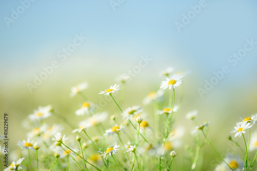 Fototapeta Naklejka Na Ścianę i Meble -  chamomile field on a blurry background of blue sky