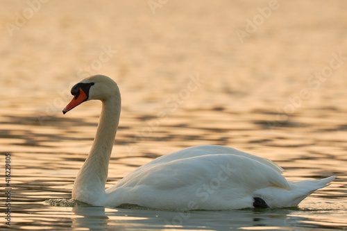 Fototapeta Naklejka Na Ścianę i Meble -  Mute Swan in the river at sunrise, side view, closeup. With colored water surface. Genus species Cygnus olor.