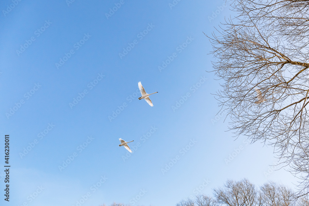 Migratory bird. Three white swans are flying in the blue sky. Return from wintering. Fly south. Nature landscape. Hunting season for animals and birds. Spring time. Environmental protection. Wildlife Migratory bird. Three white swans are flying in the blue sky. Return from wintering. Fly south. Nature landscape. Hunting season for animals and birds. Spring time. Environmental protection. Wildlife