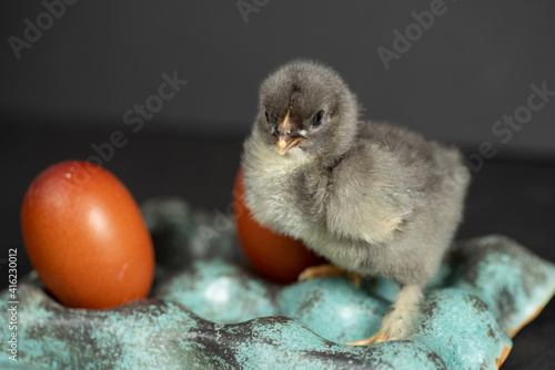 Young Maran chick with egg on teal tray isolated on gray background photo