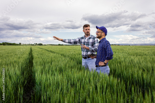 Two farmers standing in green wheat field examining crop.