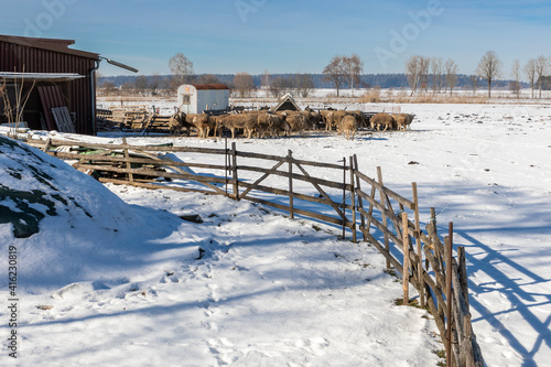 Schafherde in einem Gatter im Winter © nemo1963
