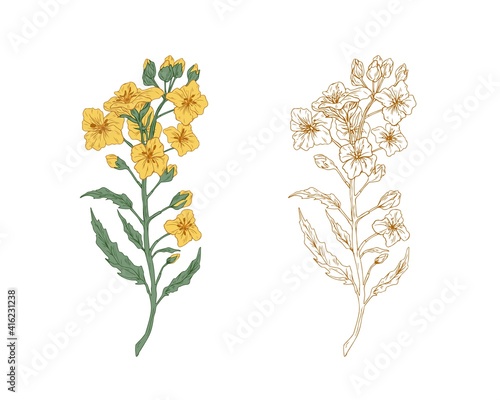 Yellow canola flowers and sketch of rapeseed sprig. Two branches of rape plants with colza or mustard buds. Drawn contoured floral elements. Botanical vector illustration isolated on white background