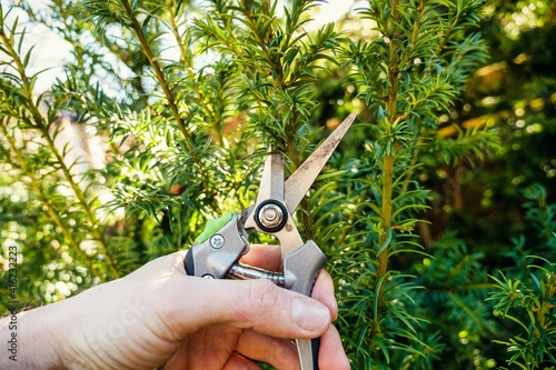 Plant Pruning Shears Cutting Branch