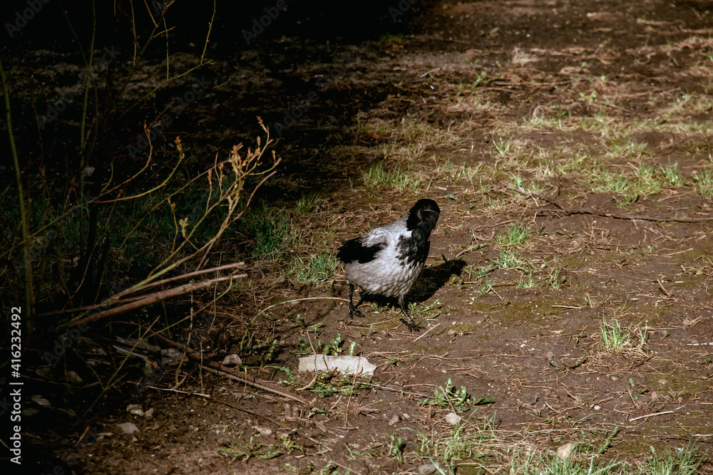 crow spring looking for food between trees crow spring looking for food between trees