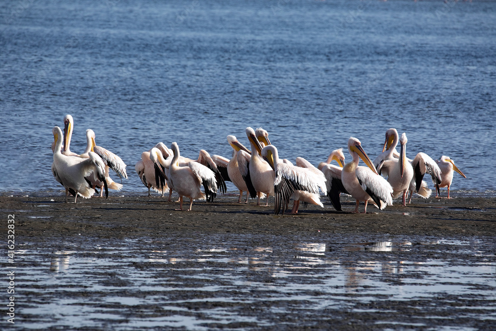 Flock of Pink-backed Pelicans, Pelecanus rufescens, on the coast of Walvis Bay. Namibia