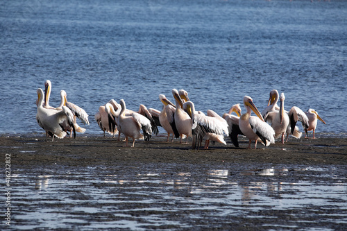 Flock of Pink-backed Pelicans, Pelecanus rufescens, on the coast of Walvis Bay. Namibia