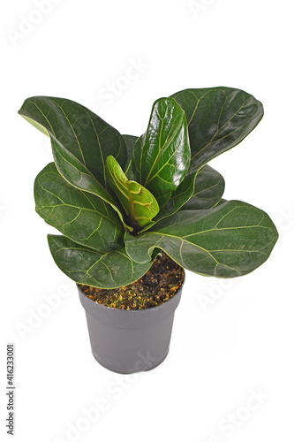 Small tropical fiddle leaf fig 'Ficus Lyrata' houseplant with in flower pot isolated on white background