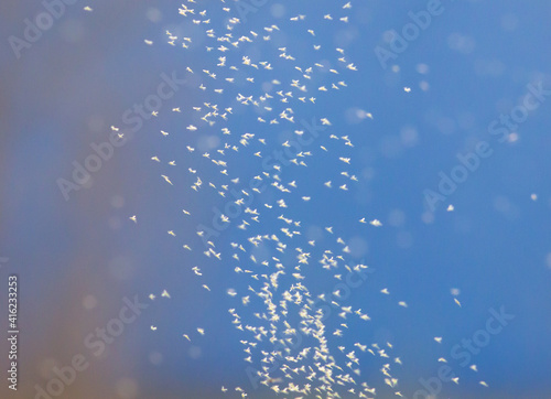 Midge swarm on sun background
