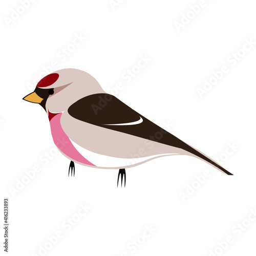 Illustration of Redpoll