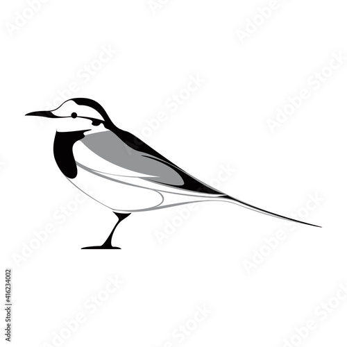 illustration of Black-backed Wagtail Bird