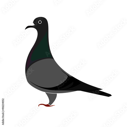 illustration of Pigeon bird